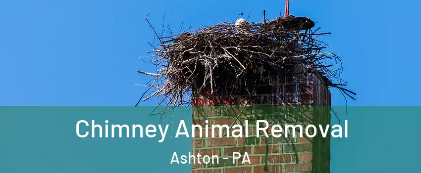 Chimney Animal Removal Ashton - PA