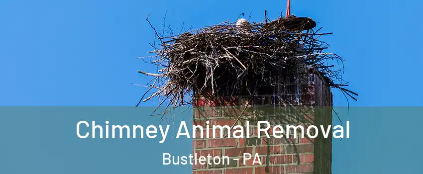 Chimney Animal Removal Bustleton - PA