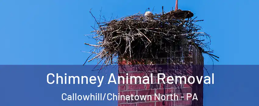 Chimney Animal Removal Callowhill/Chinatown North - PA