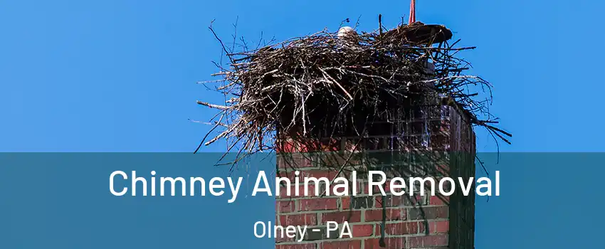 Chimney Animal Removal Olney - PA