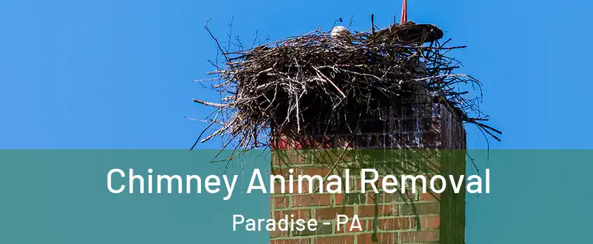 Chimney Animal Removal Paradise - PA