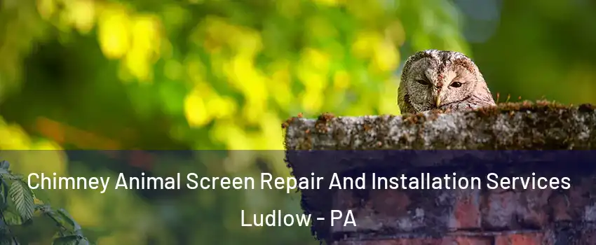 Chimney Animal Screen Repair And Installation Services Ludlow - PA